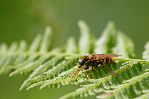 Coenomyia ferruginea